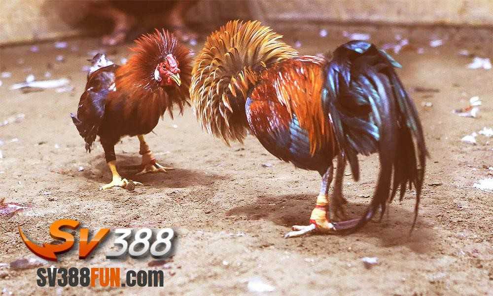 Hướng dẫn cách đăng ký trên trang web chơi game đá gà cấp độ Hr99 - Hr99
